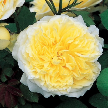 The Pilgrim - Rose Varieties | VARDI | ვარდი                                                                                                                