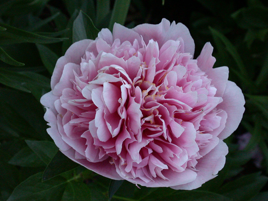 Etched Salmon -                                                                                                                 Peonies species| PIONI | პიონი