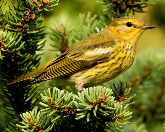 Cape May Warbler - Bird Species | Frinvelis jishebi | ფრინველის ჯიშები