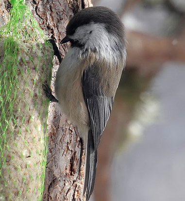 Gray-headed Chickadee - Bird Species | Frinvelis jishebi | ფრინველის ჯიშები