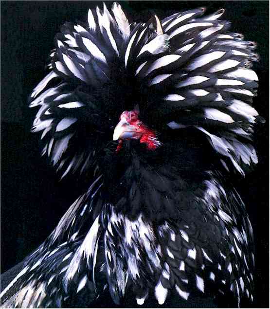 Polish 3 - chicken Breeds | ქათმის ჯიშები | qatmis jishebi
