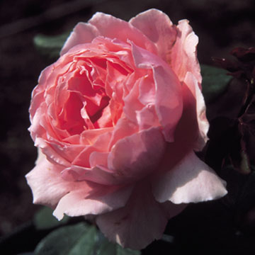 Brother Cadfael Climbing - Rose Varieties | VARDI | ვარდი                                                                                                                