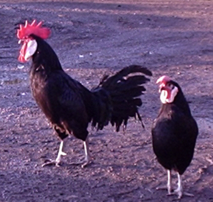 Minorca 3 - chicken Breeds | ქათმის ჯიშები | qatmis jishebi