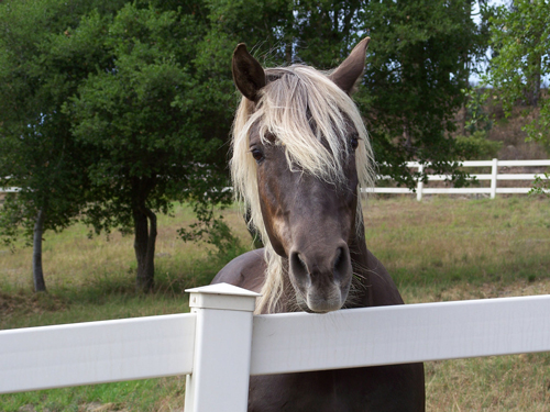 Rocky Mountain Horse 2 - horse Breeds | ცხენის ჯიშები| cxenis jishebi