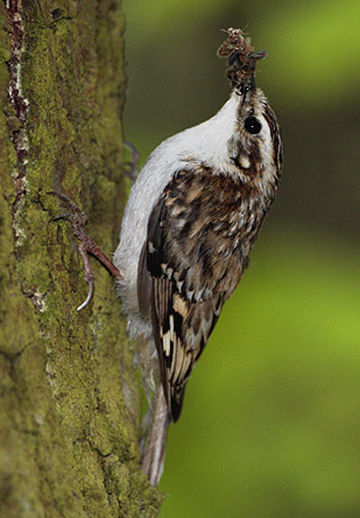 Brown Creeper - Bird Species | Frinvelis jishebi | ფრინველის ჯიშები