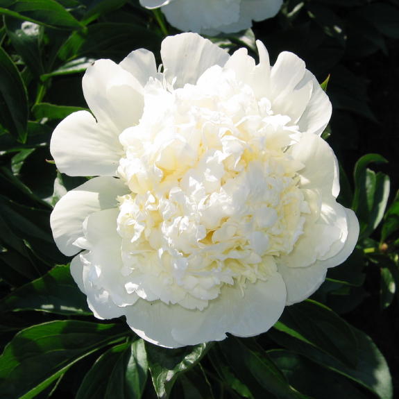 Bridal Icing -                                                                                                                 Peonies species| PIONI | პიონი