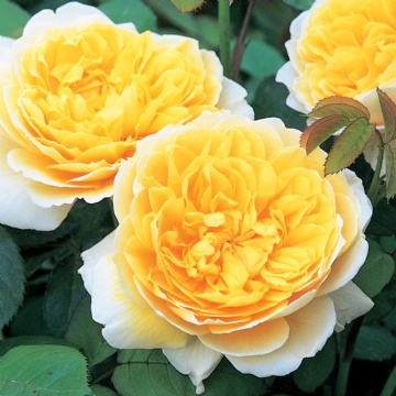 Charlotte - Rose Varieties | VARDI | ვარდი                                                                                                                