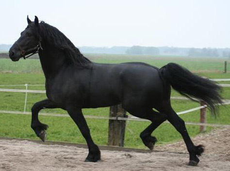 Arabo-Friesian Horse - horse Breeds | ცხენის ჯიშები| cxenis jishebi