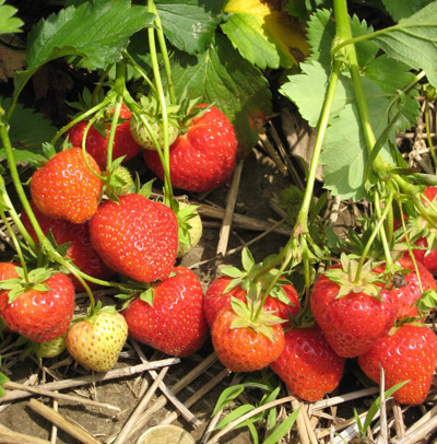 L'Amour - Strawberry Varieties