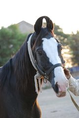 Kathiawari - horse Breeds | ცხენის ჯიშები| cxenis jishebi