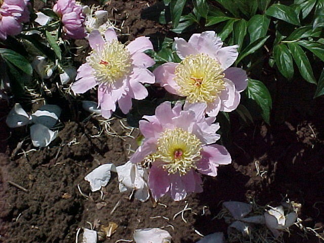 Argentine -                                                                                                                 Peonies species| PIONI | პიონი
