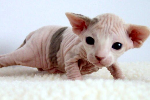 Sphynx 1 - cat Breeds | კატის ჯიშები | katis jishebi