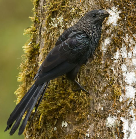 Smooth-billed Ani - Bird Species | Frinvelis jishebi | ფრინველის ჯიშები