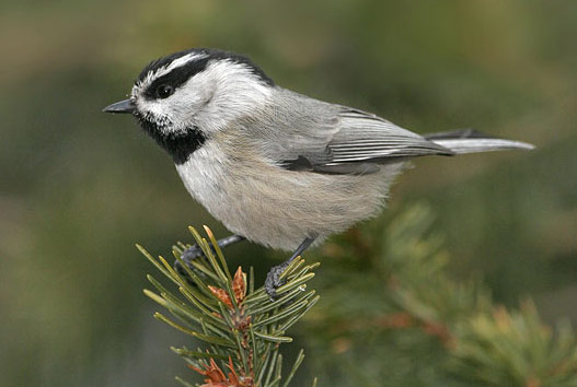 Mountain Chickadee - Bird Species | Frinvelis jishebi | ფრინველის ჯიშები