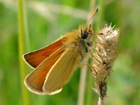 Essex Skipper - Butterfly species | PEPLIS JISHEBI | პეპლის ჯიშები