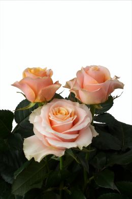 Carpe Diem - Rose Varieties | VARDI | ვარდი                                                                                                                