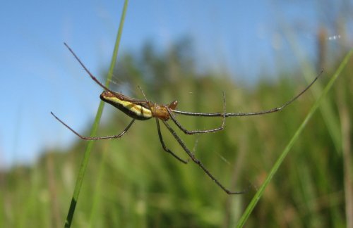 Tetragnatha Extensa - Spider species | OBOBAS JISHEBI | ობობას ჯიშები