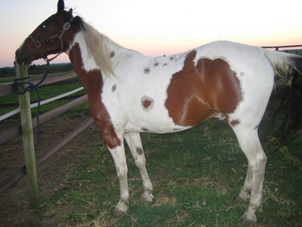 American Spotted Paso - horse Breeds | ცხენის ჯიშები| cxenis jishebi