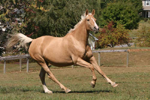 Danish Warmblood 1 - horse Breeds | ცხენის ჯიშები| cxenis jishebi