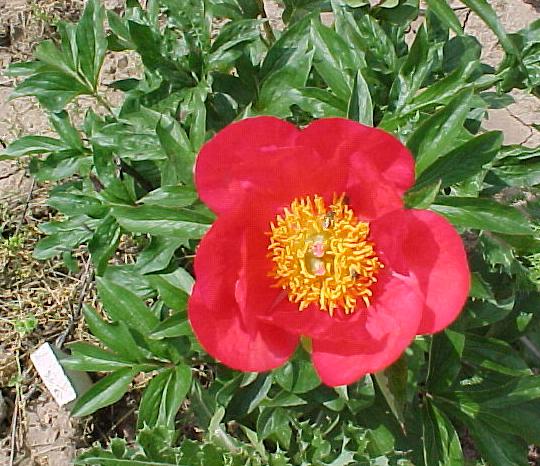 Claudia -                                                                                                                 Peonies species| PIONI | პიონი