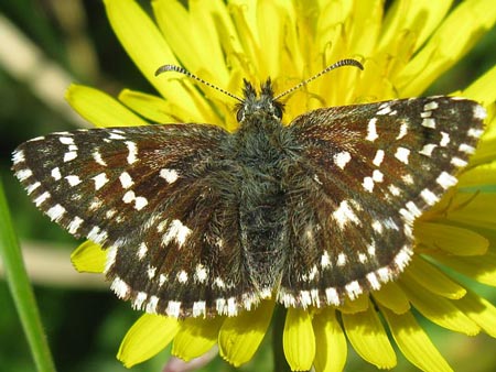 Grizzled Skipper - Butterfly species | PEPLIS JISHEBI | პეპლის ჯიშები