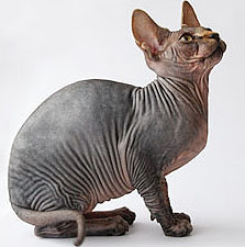 Sphynx 3 - cat Breeds | კატის ჯიშები | katis jishebi