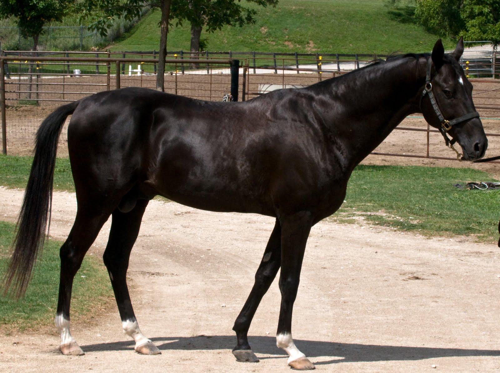Akhal-Teke 4 - horse Breeds | ცხენის ჯიშები| cxenis jishebi