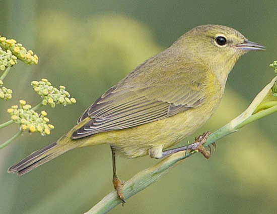 Orange-crowned Warbler - Bird Species | Frinvelis jishebi | ფრინველის ჯიშები
