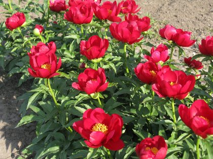 Flaming Star -                                                                                                                 Peonies species| PIONI | პიონი