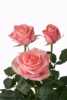 Salmonie - Rose Varieties | VARDI | ვარდი                                                                                                                