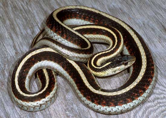 Thamnophis sirtalis fitchi - Valley Gartersnake - snake species | gveli | გველი