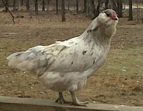 Ameraucana 2 - chicken Breeds | ქათმის ჯიშები | qatmis jishebi