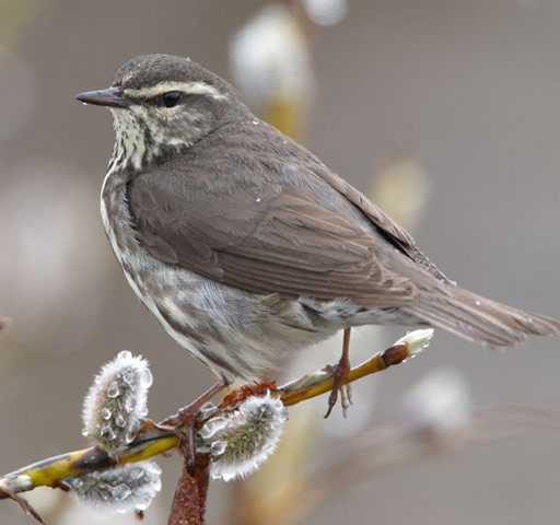Northern Waterthrush - Bird Species | Frinvelis jishebi | ფრინველის ჯიშები