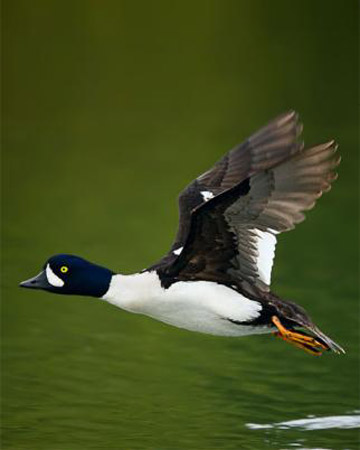 Barrow's Goldeneye - Bird Species | Frinvelis jishebi | ფრინველის ჯიშები