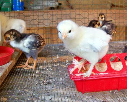 Brahma 1 - chicken Breeds | ქათმის ჯიშები | qatmis jishebi