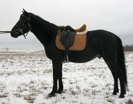 Anglo-Karachai Horse - horse Breeds | ცხენის ჯიშები| cxenis jishebi