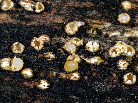 Cannon Fungus: Sphaerobolus stellatus - Fungi species | sokos jishebi | სოკოს ჯიშები
