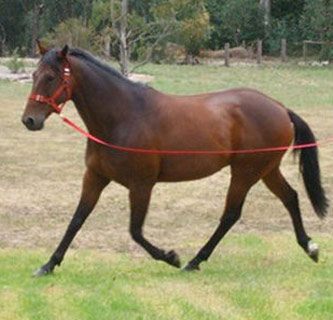 American Standardbred - horse Breeds | ცხენის ჯიშები| cxenis jishebi