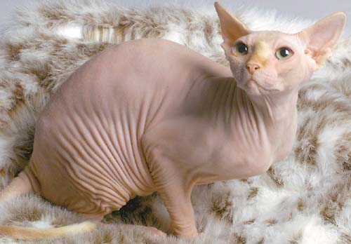 Sphynx - cat Breeds | კატის ჯიშები | katis jishebi