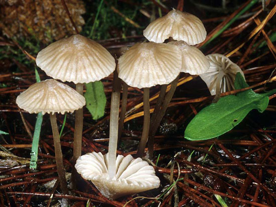 Mycena capillaripes - Fungi species | sokos jishebi | სოკოს ჯიშები