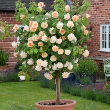 Grace, Standard - Rose Varieties | VARDI | ვარდი                                                                                                                