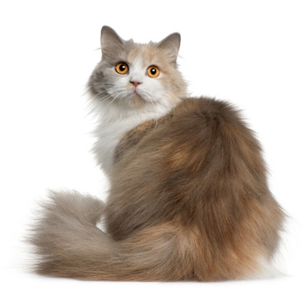 British Longhair 2 - cat Breeds | კატის ჯიშები | katis jishebi