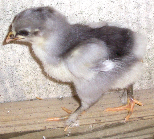 Langshan 1 - chicken Breeds | ქათმის ჯიშები | qatmis jishebi