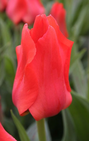 Red Riding Hood -                                                         Species Tulip| TITA | ტიტა                                                        