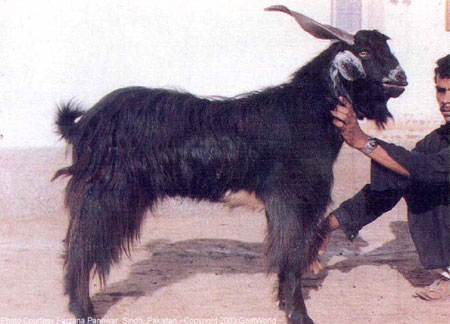 Chappar Goat - goats Breeds | txis jishebi | თხის ჯიშები