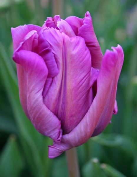 Blue Parrot -                                                         Species Tulip| TITA | ტიტა                                                        