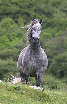 Connemara 2 - horse Breeds | ცხენის ჯიშები| cxenis jishebi
