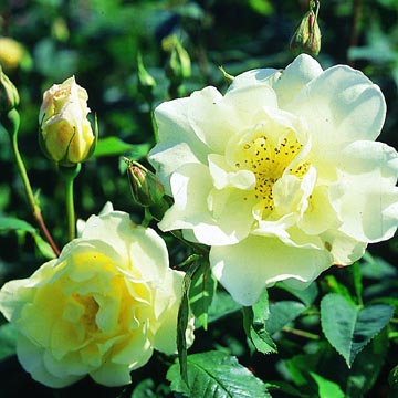 Windrush - Rose Varieties | VARDI | ვარდი                                                                                                                