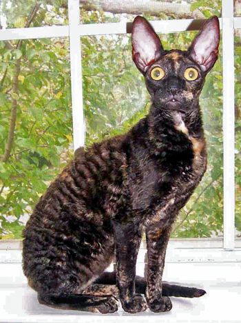 Cornish Rex 3 - cat Breeds | კატის ჯიშები | katis jishebi