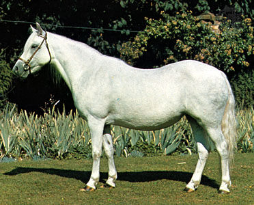 Welsh Section A and B 1 - horse Breeds | ცხენის ჯიშები| cxenis jishebi